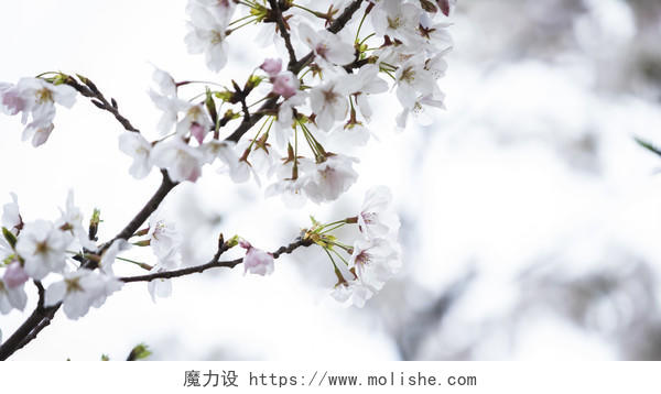 春天小清新樱花背景图片